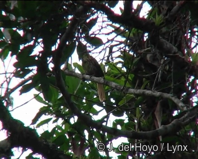 Pale-browed Treehunter (Pale-tailed) - ML201186421