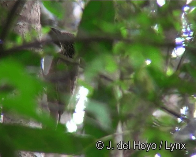 Planalto Woodcreeper - ML201186431