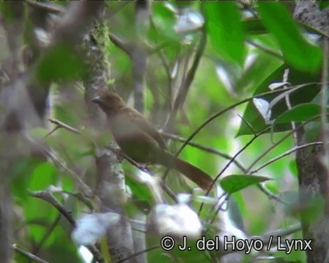 Red-crowned Ant-Tanager (Red) - ML201186441