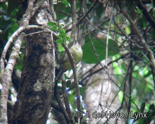 Wied's Tyrant-Manakin - ML201186461