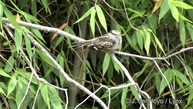 Ladder-tailed Nightjar - ML201186521