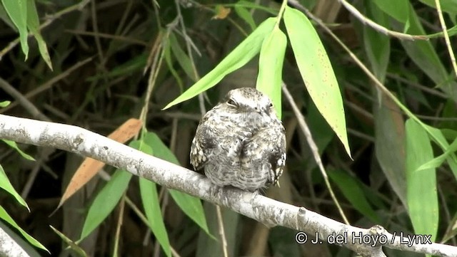 Ladder-tailed Nightjar - ML201186531