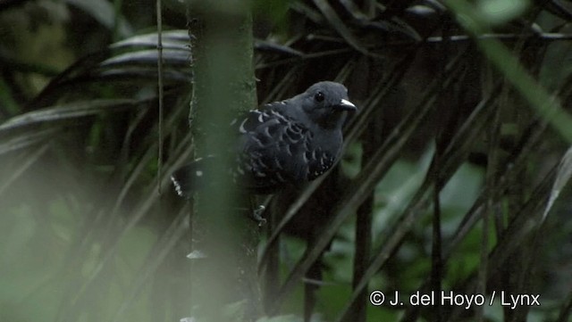 Common Scale-backed Antbird (Buff-breasted) - ML201186541