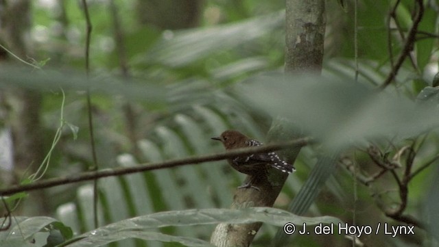 Common Scale-backed Antbird (Buff-breasted) - ML201186551