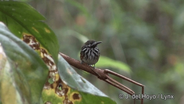 Dot-backed Antbird - ML201186561