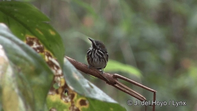 Dot-backed Antbird - ML201186571