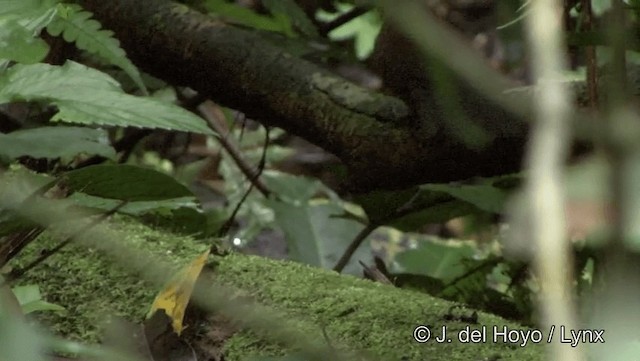 Rusty-belted Tapaculo - ML201186591