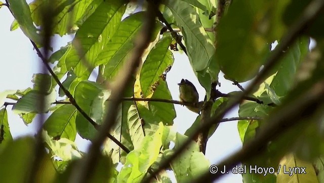 Orange-fronted Plushcrown - ML201186681