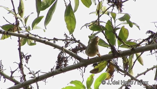 Orange-fronted Plushcrown - ML201186701