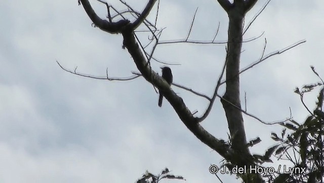 Yellow-billed Nunbird - ML201186721