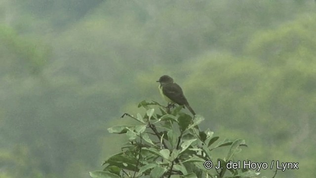 Dusky-chested Flycatcher - ML201186731