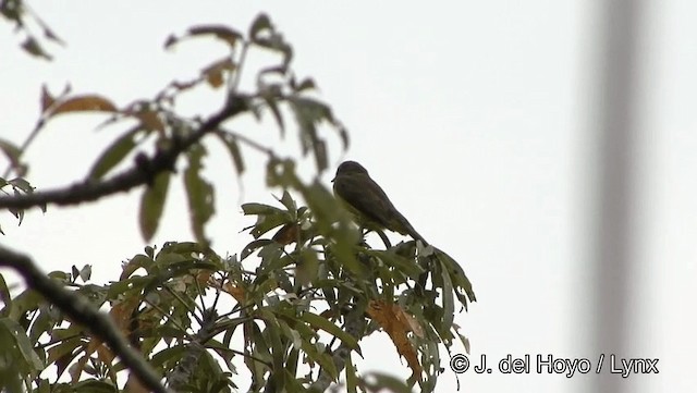 Dusky-chested Flycatcher - ML201186741