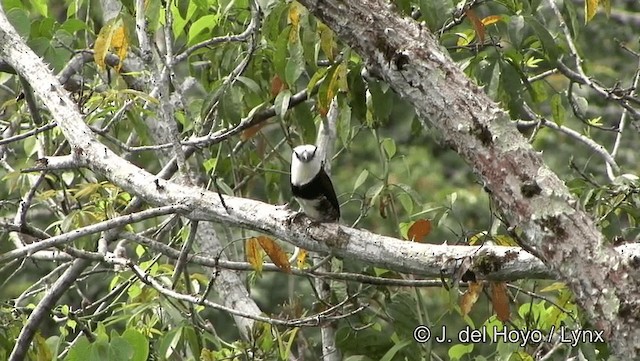 Weißnacken-Faulvogel - ML201186761