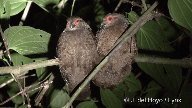 Marbled Wood-Quail - ML201186801