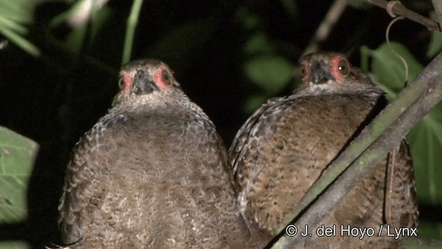 Marbled Wood-Quail - ML201186811