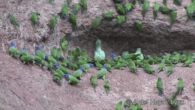 Синеголовый амазонет (menstruus/rubrigularis) - ML201186881