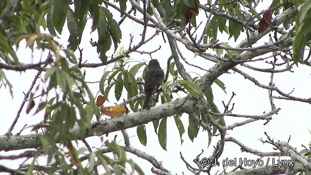 Grayish Mourner - ML201186901