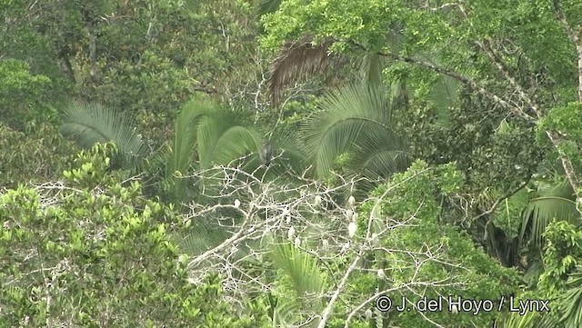 Slender-billed Kite - ML201186911