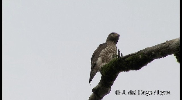 Roadside Hawk (Southern) - ML201187101
