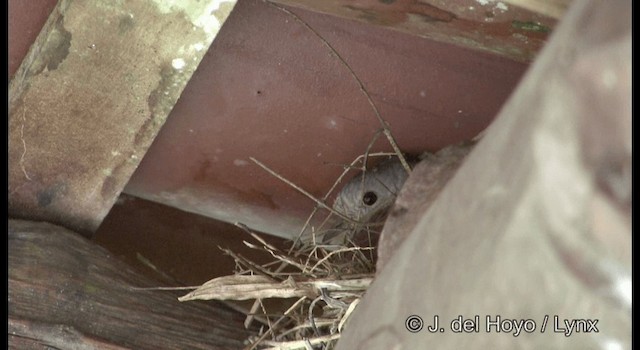 Ruddy Ground Dove - ML201187131