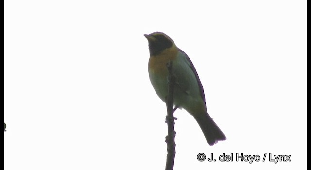 Guira Tanager - ML201187141