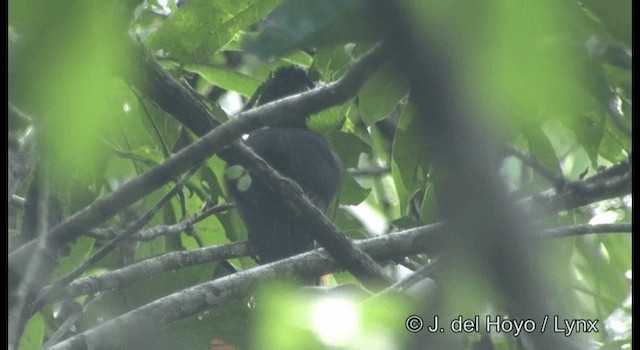 Feueraugen-Ameisenvogel - ML201187161