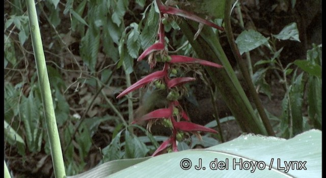 Colibrí Rojizo Mexicano - ML201187191