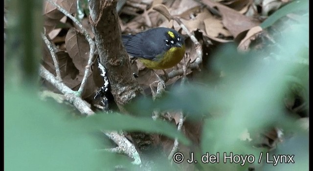 Fan-tailed Warbler - ML201187221