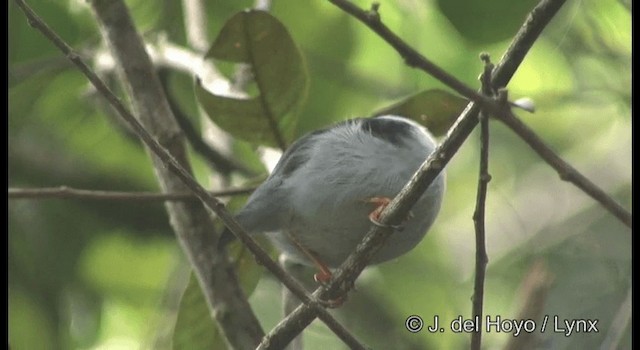 Ak Sakallı Manakin - ML201187241