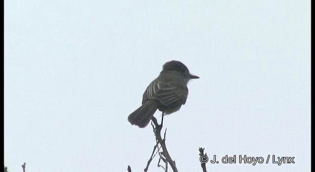 Short-crested Flycatcher - ML201187251