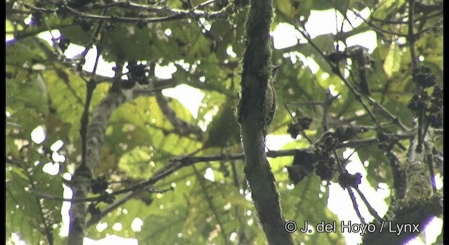 Golden-spangled Piculet (Pernambuco) - ML201187271