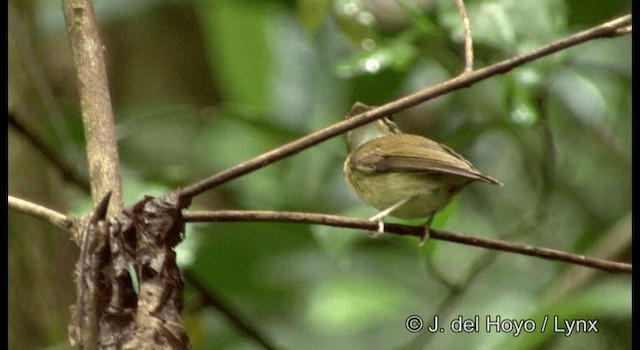 hvitstrupespadenebb (mystaceus gr.) - ML201187301