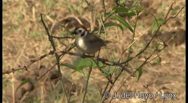 White-faced Ground-Sparrow - ML201187311