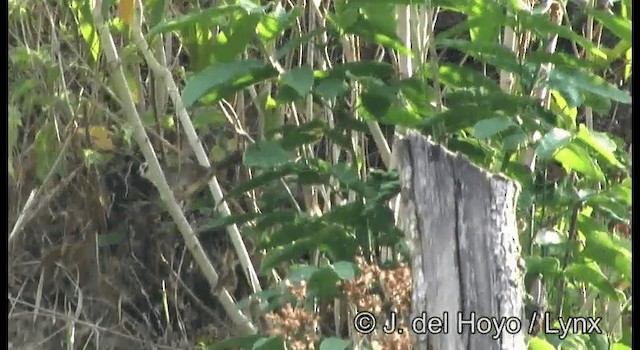 White-faced Ground-Sparrow - ML201187331