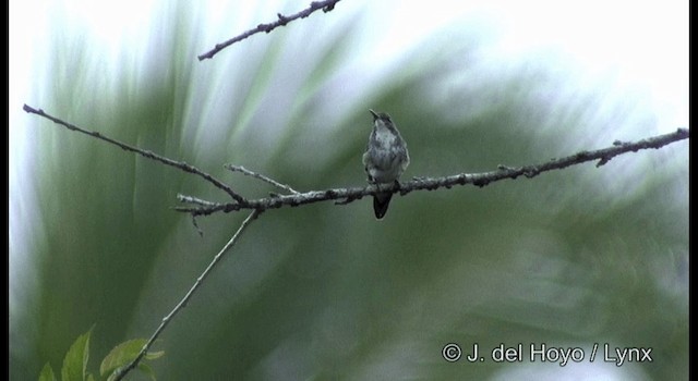 Plain-bellied Emerald - ML201187341