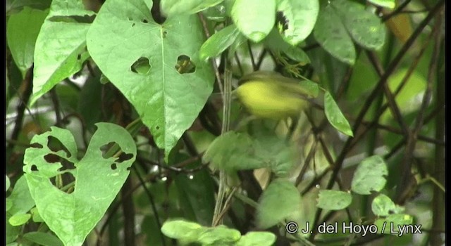 Yellow Tyrannulet - ML201187351