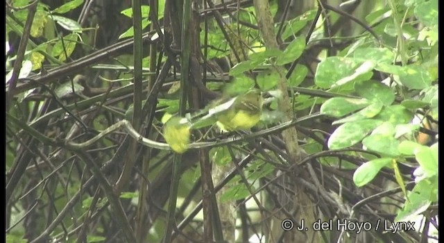 Yellow Tyrannulet - ML201187361