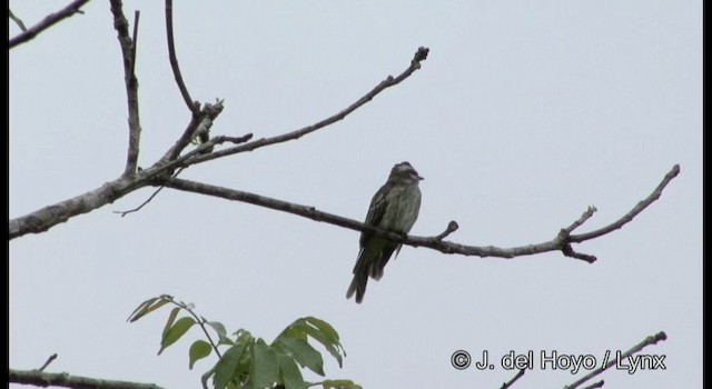 Variegated Flycatcher - ML201187371