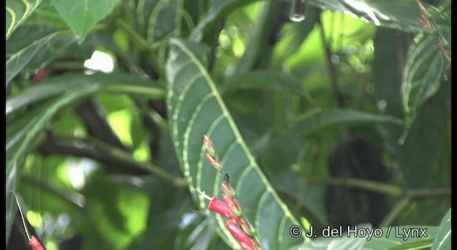 Краснохвостый колибри-отшельник - ML201187401