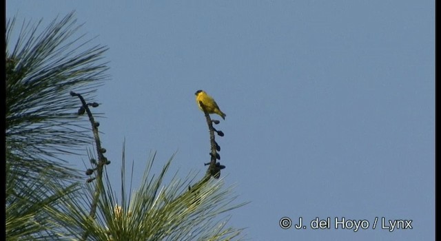 Yellow-faced Siskin - ML201187441