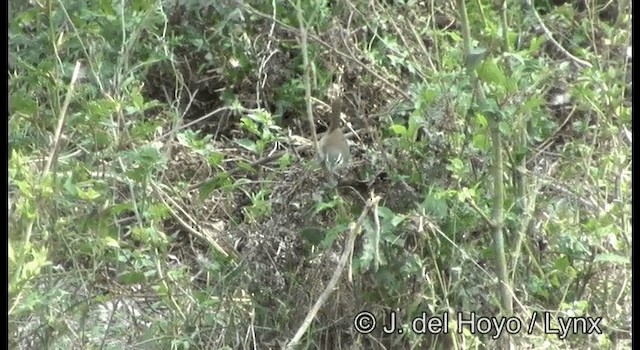 Cabanis's Wren - ML201187491