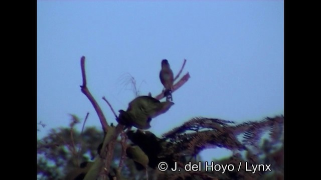 Rufous-winged Antshrike - ML201187741