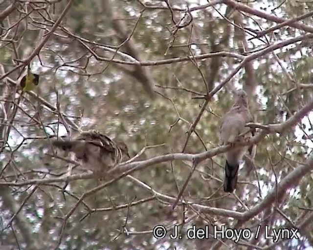 Long-tailed Ground Dove - ML201187751