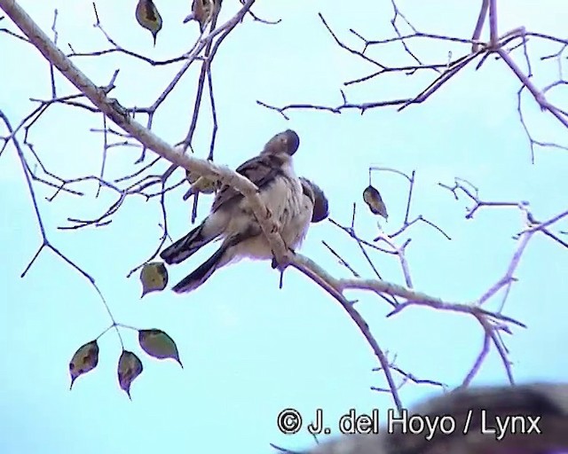 Long-tailed Ground Dove - ML201187761