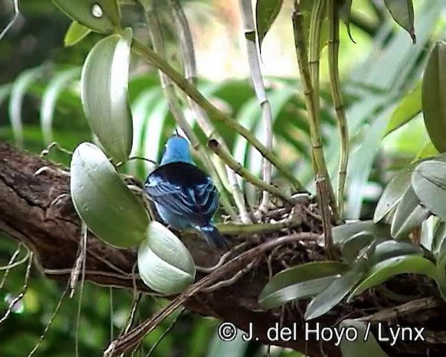 Blue Dacnis - ML201187821