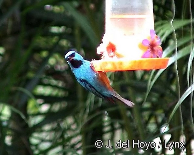 Blue Dacnis - ML201187831