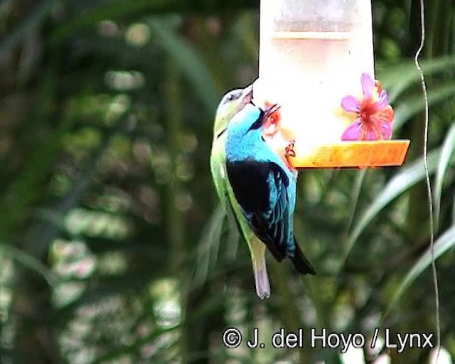 Blue Dacnis - ML201187841