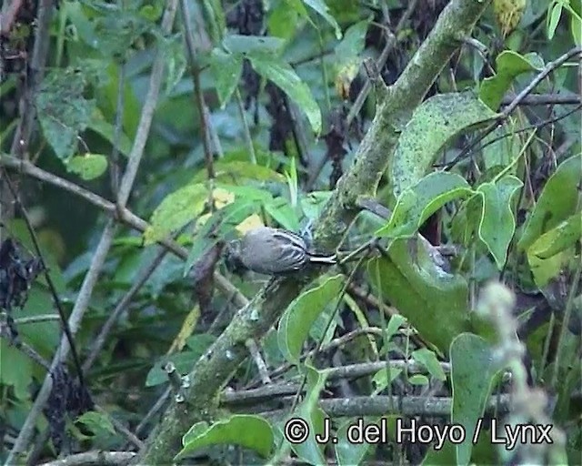 White-barred Piculet (White-barred) - ML201187971