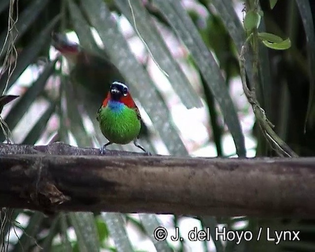 エリアカフウキンチョウ - ML201188041