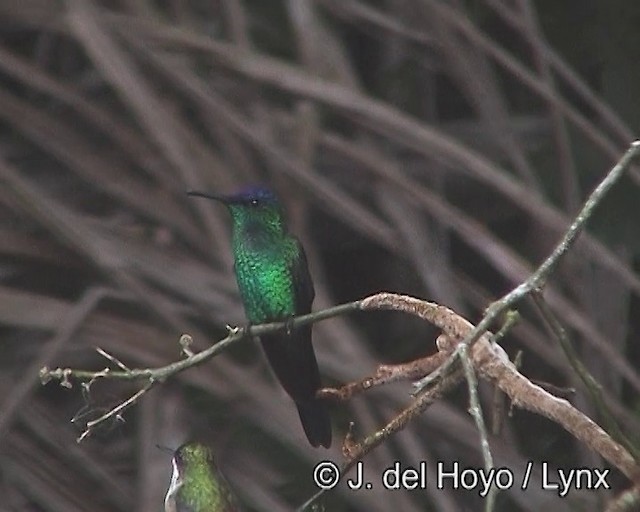 Violet-capped Woodnymph - ML201188071